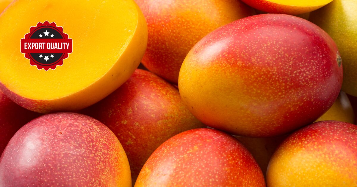 Maximizing Quality: How Kongo East Ensures Top-Grade Mango Exports